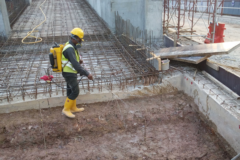 Lizard control Service