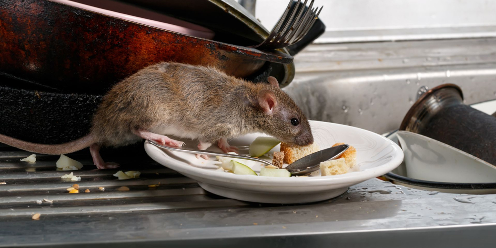 Lizard control Service