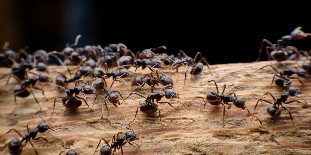 Lizard control Service